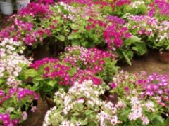 Jak dbać o cynerarię?