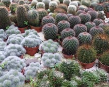 Jak dbać o kaktusy?