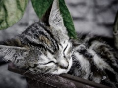 Jak interpretować sny o zwierzętach?