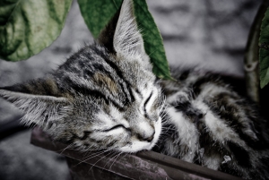 Interpretacja snów o zwierzętach