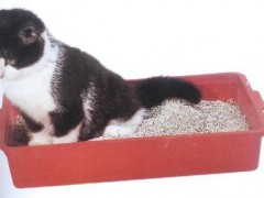 Jaką kuwetę wybrać dla kota?