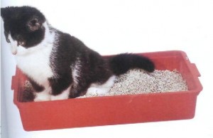 Jaką kuwetę wybrać dla kota?