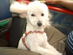 Jak podróżować ze zwierzętami?