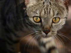 Jak poradzić sobie ze świerzbem u kota?